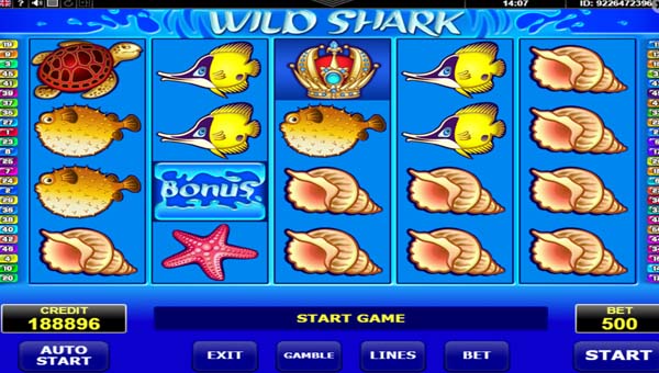 scrWild Shark